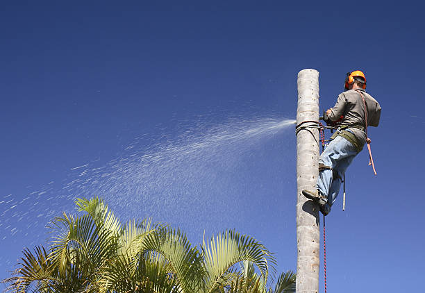 Oviedo, FL Tree Services Company