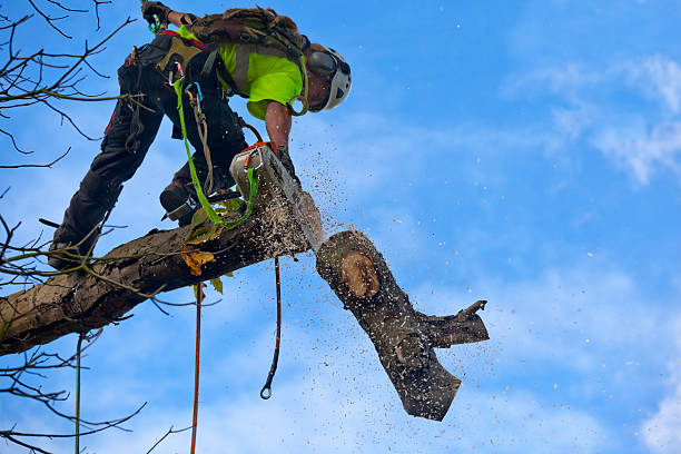 How Our Tree Care Process Works  in  Oviedo, FL